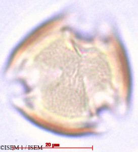 Pyracantha rogersiana - lame n° 27895